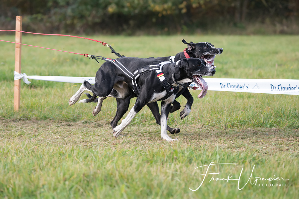 Schlittenhunde Senne
