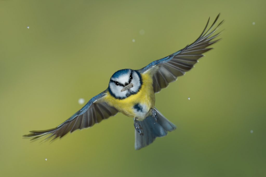 Vogel im Flug
