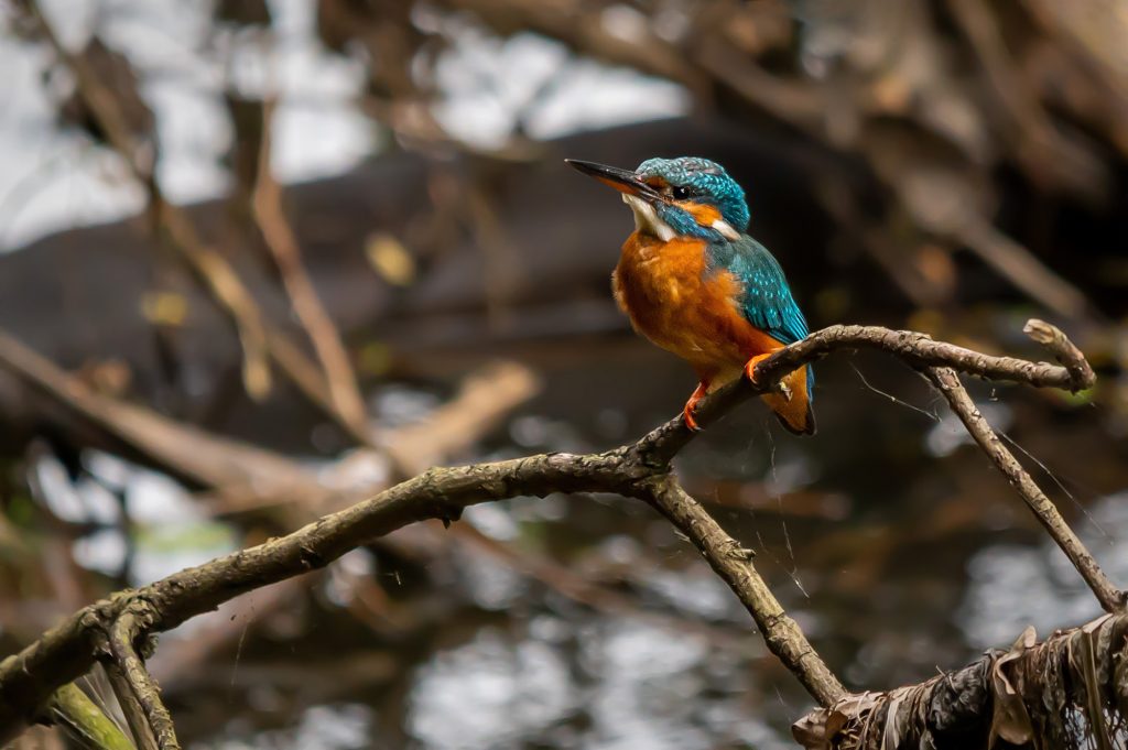 eisvogel