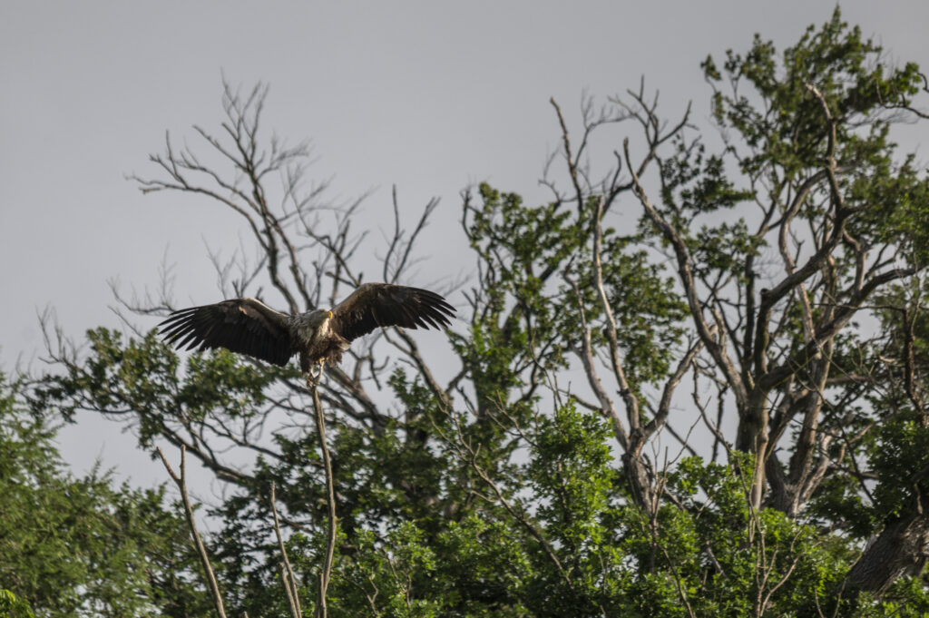 Seeadler